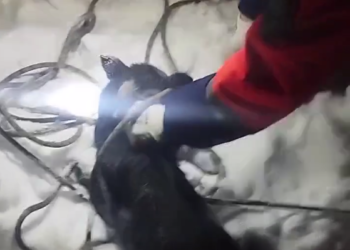 В Астане спасатели помогли собаке, упавшей в колодец