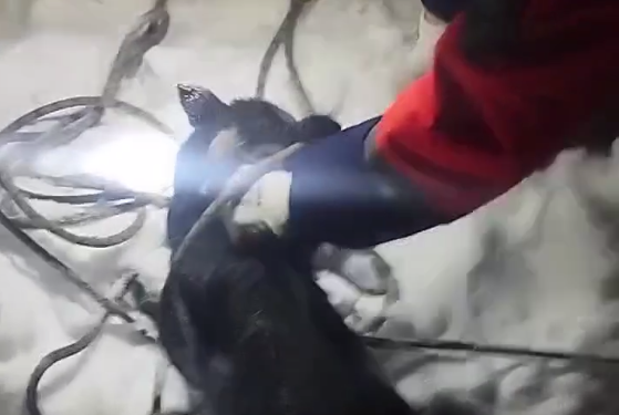 В Астане спасатели помогли собаке, упавшей в колодец