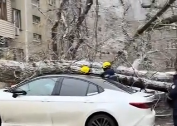 Дерево рухнуло на несколько авто в Алматы