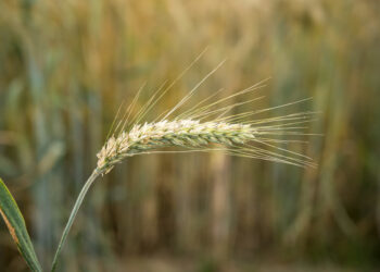 Казахстан увеличивает экспорт зерна и расширяет географию поставок