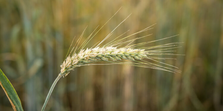 Казахстан увеличивает экспорт зерна и расширяет географию поставок