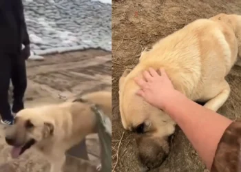 Памятник собаке-герою Пшону создают в Казахстане