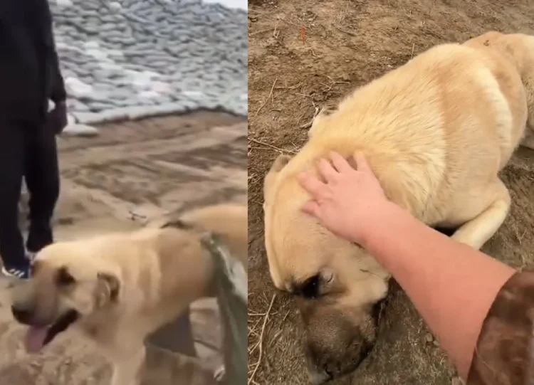 Памятник собаке-герою Пшону создают в Казахстане