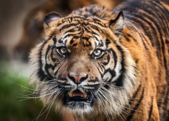 Келер жылы Қазақстан Ресейден 4 жолбарыс әкеледі