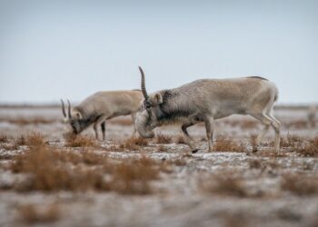 Атырау облысында 84 киіктің өлексесі табылды