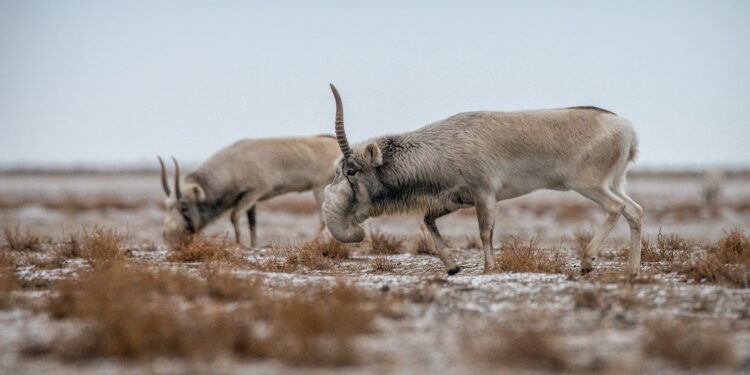 Атырау облысында 84 киіктің өлексесі табылды