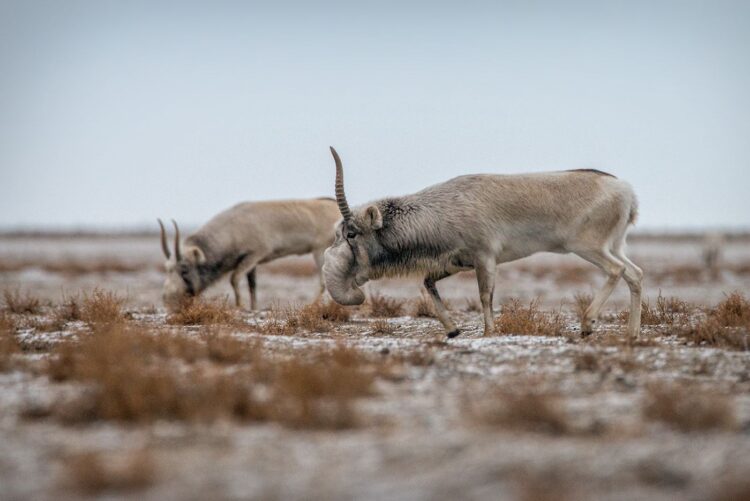Атырау облысында 84 киіктің өлексесі табылды