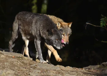 Алматинцев напугал загадочный вой на Медео
