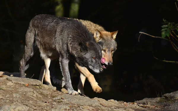 Алматинцев напугал загадочный вой на Медео