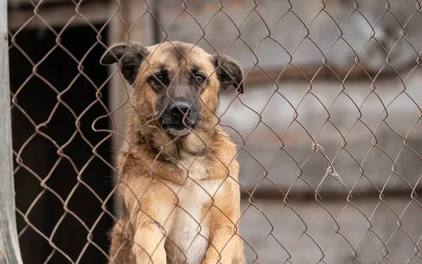 Мужчина застрелил собаку на глазах у детей