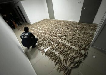 В Кызылординской области изъяли более 2 тысяч рогов сайги