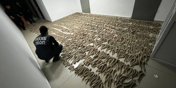 В Кызылординской области изъяли более 2 тысяч рогов сайги