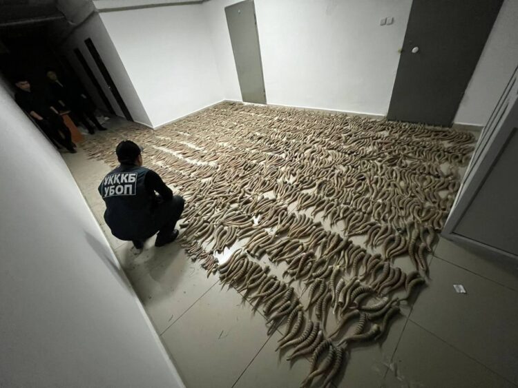 В Кызылординской области изъяли более 2 тысяч рогов сайги