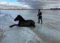 В Кызылорде спасатели вызволили лошадей из ледяного плена