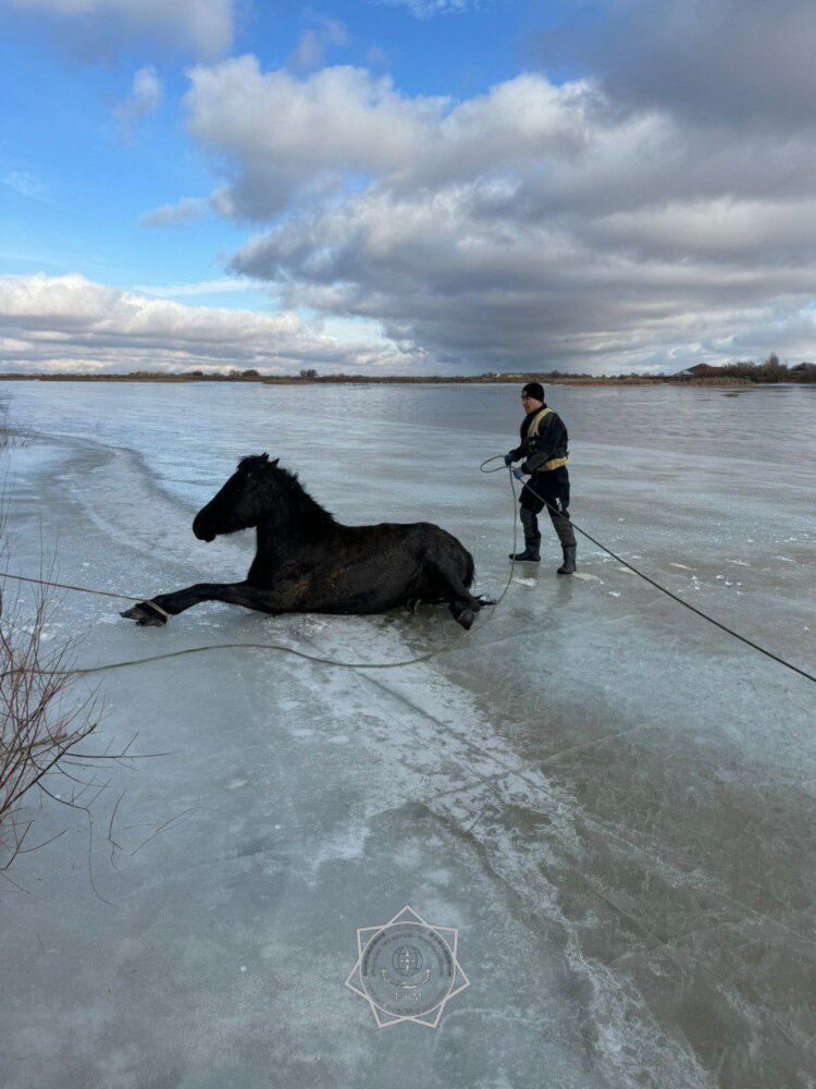 В Кызылорде спасатели вызволили лошадей из ледяного плена