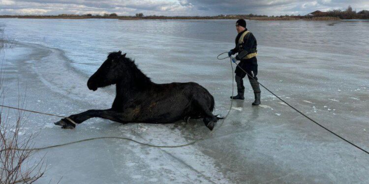 В Кызылорде спасатели вызволили лошадей из ледяного плена