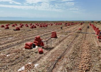 В Шенгельдинском сельском округе освоено 8050 га посевных площадей