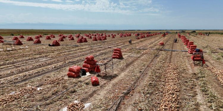 В Шенгельдинском сельском округе освоено 8050 га посевных площадей