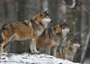 Қазақстанда қасқырларды атуға рұқсат берілді