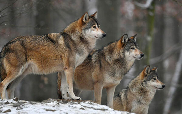 Қазақстанда қасқырларды атуға рұқсат берілді