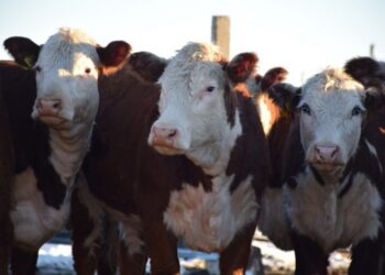 Түркістан облысында 1,9 миллиард теңге жымқырған қылмыстық топ ұсталды