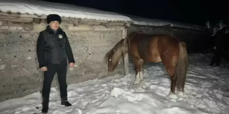 Шығыс Қазақстанда 5 млн теңгенің малын ұрлаған күдікті ұсталды