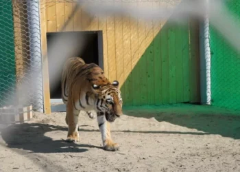 Министрлік тұран жолбарысын көбейту үшін 1 млрд теңгеден астам қаржы сұрады