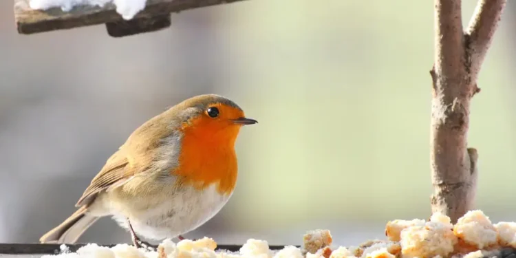 В Алматы ожидается двухдневный снегопад и гололед