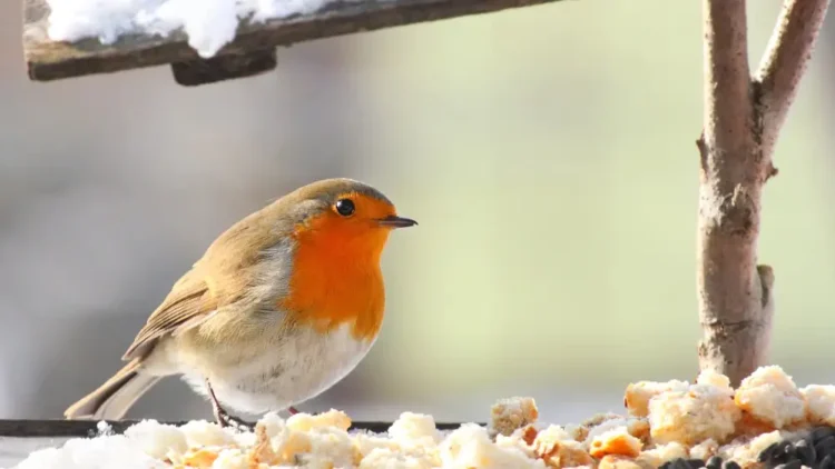 В Алматы ожидается двухдневный снегопад и гололед