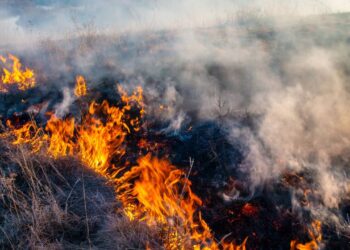 Генпрокуратура завершила расследование по делу о пожаре в «Семей орманы»