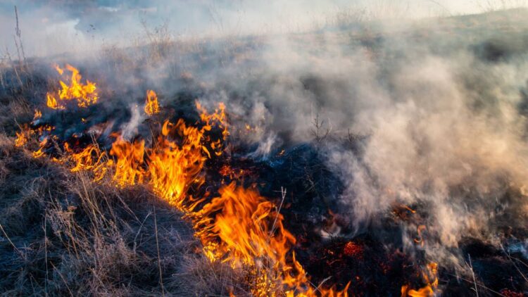 Генпрокуратура завершила расследование по делу о пожаре в «Семей орманы»