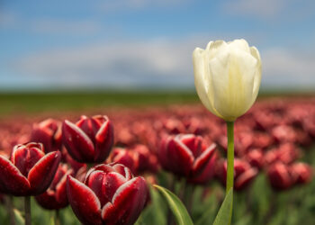 В Астане 36 тысяч женщин получат соцвыплату к 8 марта