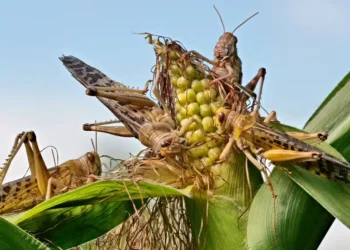 Шегірткемен күреске 7 млрд теңге бөлінеді