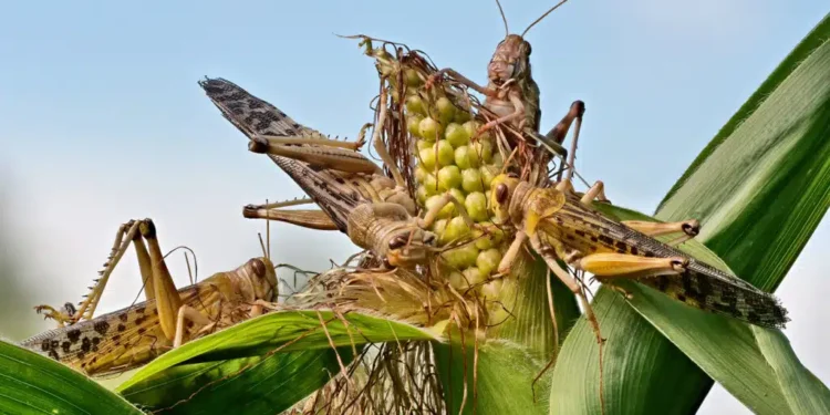 Шегірткемен күреске 7 млрд теңге бөлінеді