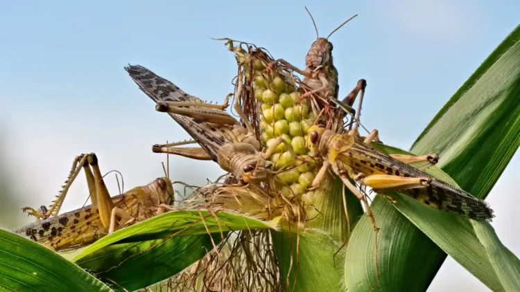 Шегірткемен күреске 7 млрд теңге бөлінеді