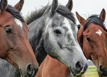 Атырау облысында 28 жылқыны ұрлаған күдікті қамауға алынды