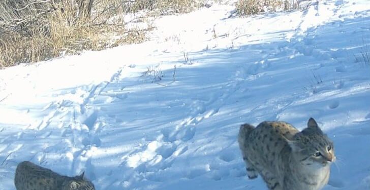 Степных кошек сфотографировали в Костанайской области