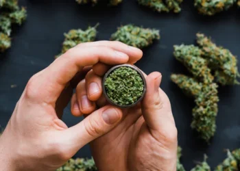 Акмолинца подозревают в организации фитолаборатории для выращивания наркотиков