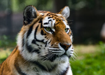 Казахстан ждет еще четырех тигров из России