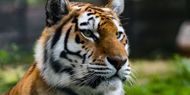 Казахстан ждет еще четырех тигров из России