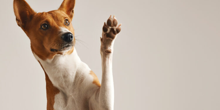 В США представили первый в мире «смартфон» для животных