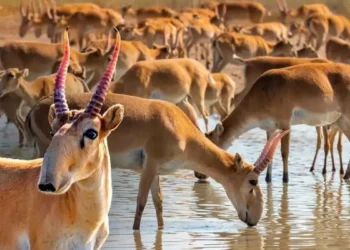 Қазақстанда жыл басынан бері 5,2 мың киік қырылған