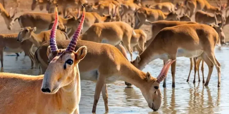 Қазақстанда жыл басынан бері 5,2 мың киік қырылған