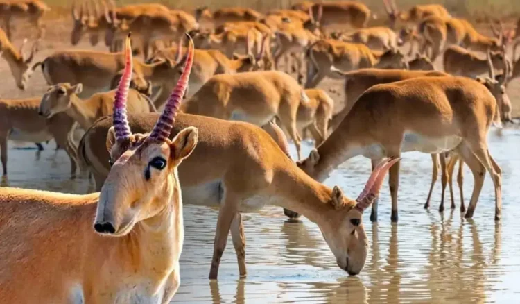 Қазақстанда жыл басынан бері 5,2 мың киік қырылған