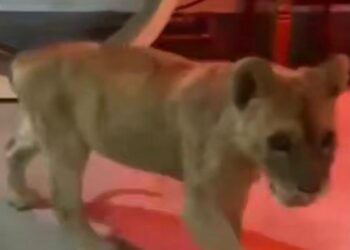 Астанада ТҚС-ның қосалқы бөлмесінен арыстан күшігі табылды