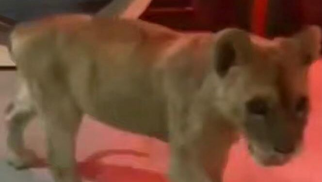 Астанада ТҚС-ның қосалқы бөлмесінен арыстан күшігі табылды