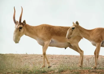 Возобновят ли отстрел сайги в Казахстане, рассказали в Минэкологии