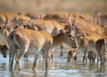 Депутат требует решить проблему нашествия сайгаков на пастбища