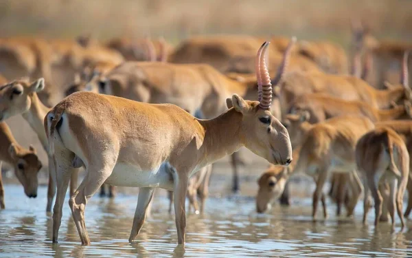 Депутат требует решить проблему нашествия сайгаков на пастбища
