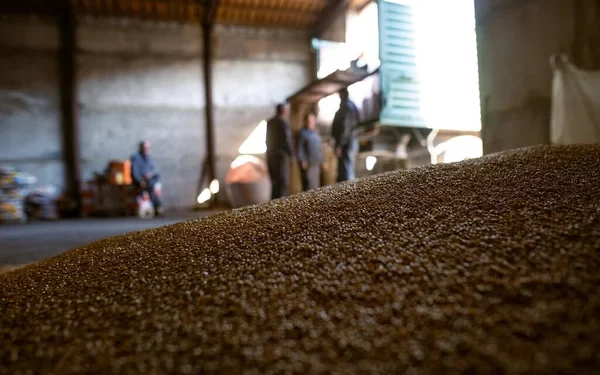 Работник хозяйства в Акмолинской области вывез со склада пшеницу на 1,9 млн тенге